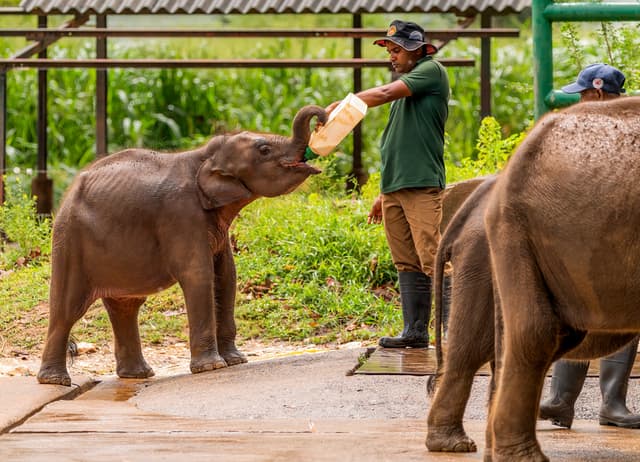 Elephant Orphanage