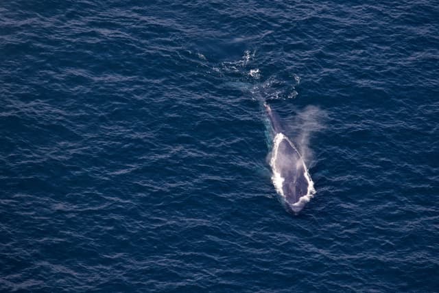  Whale Watching