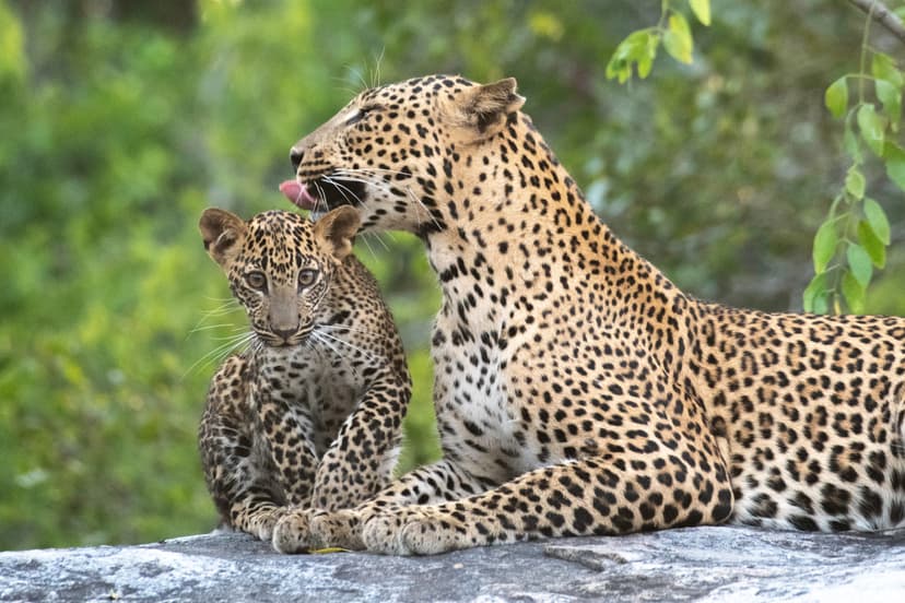 Sri Lanka