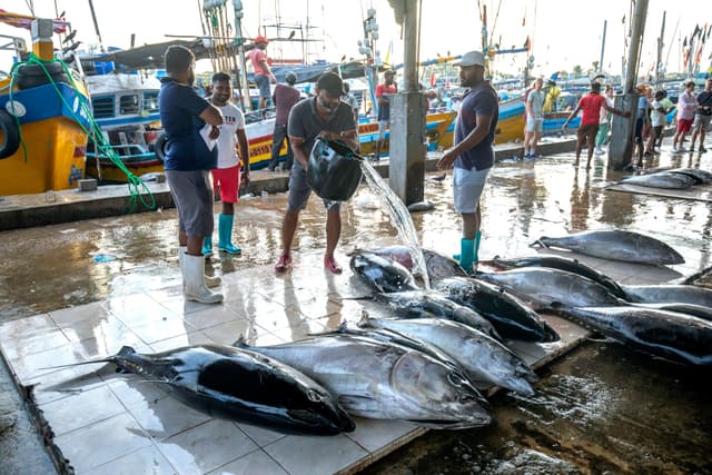 Negombo Fish Market