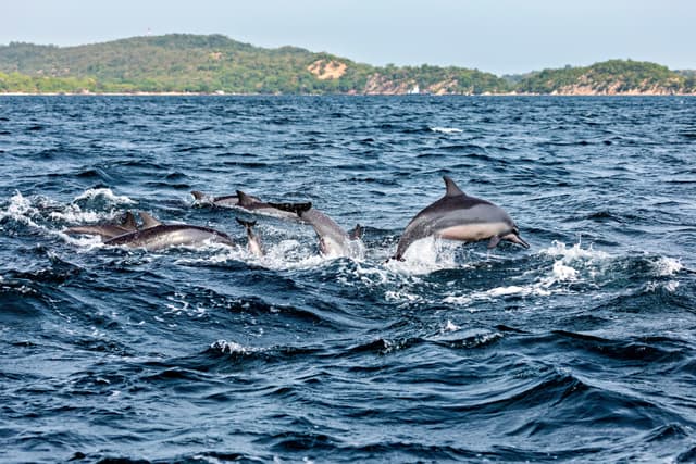 Dolphin Watching