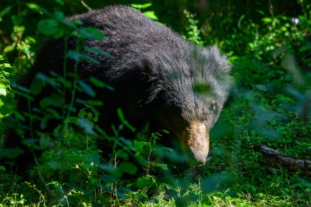 Sloth Bear