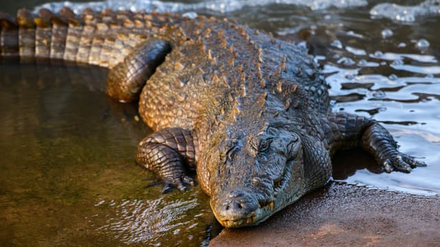 Mugger Crocodile