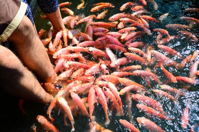 Fish Therapy