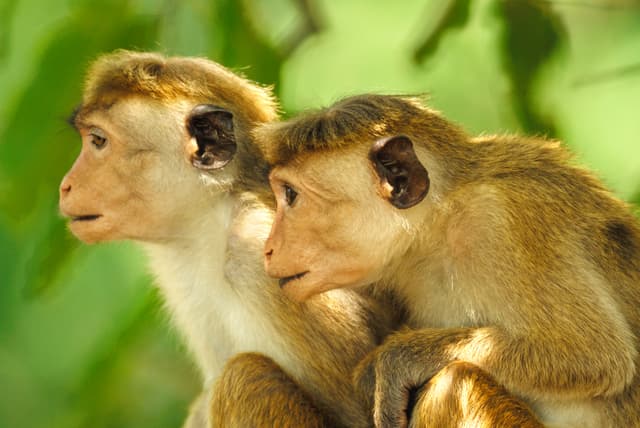 Primate