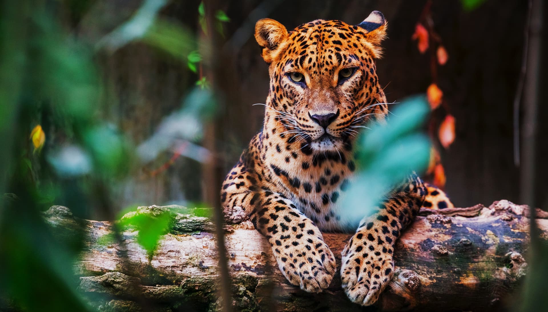https://olanka-strapi-live-s3.s3.ap-southeast-1.amazonaws.com/shutterstock_495542851_1_b4284061db.jpg