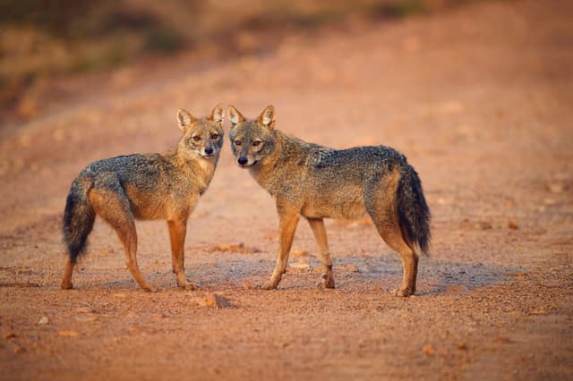 Golden Backed Jackal