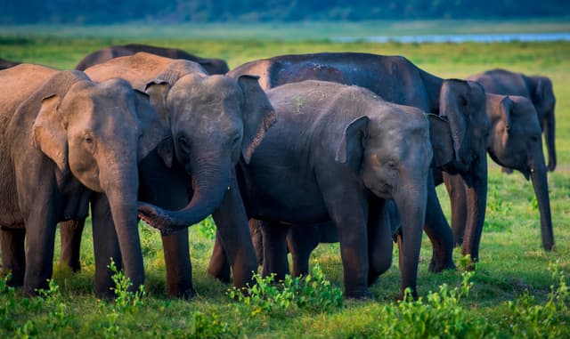 The Elephant Gathering