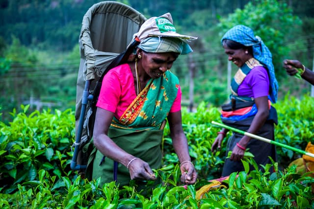 Tea Plucking Experience