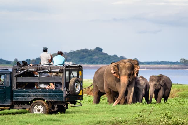 Safari at Minneriya