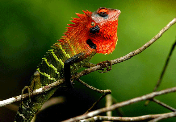 Colorful Reptile