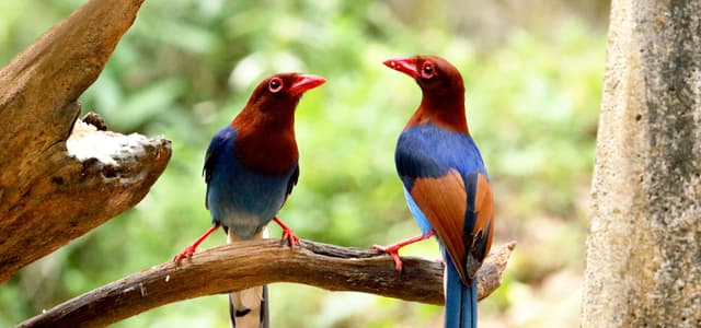 Colourful Birds
