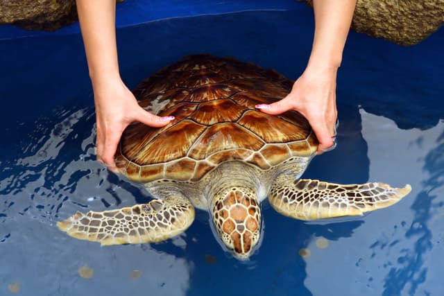 Bentota Turtle Hatchery