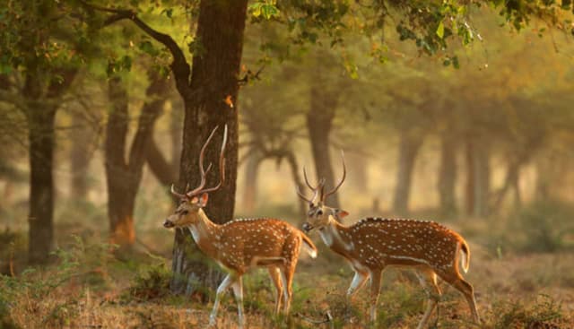 Flock of WildDeers