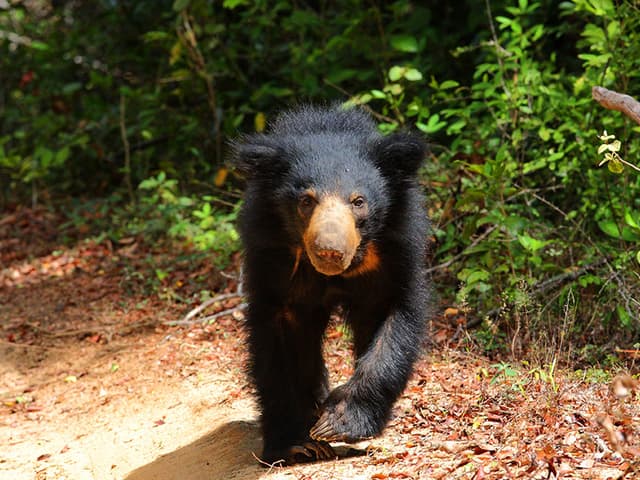 A Wild Bear 